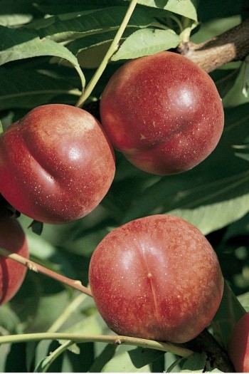 Нектарин колоновидний ‘Містер Персі’|Prunus persica var. nucipersica ‘Mr. Percy’|Нектарин колоновидный ‘Мистер Перси’ 